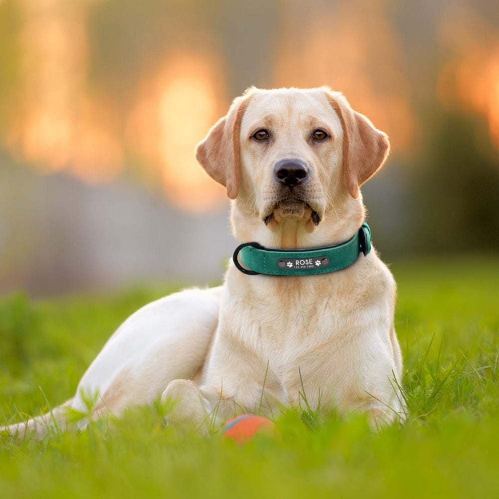 Dog Collars Personalized Custom Leather Dog Collar